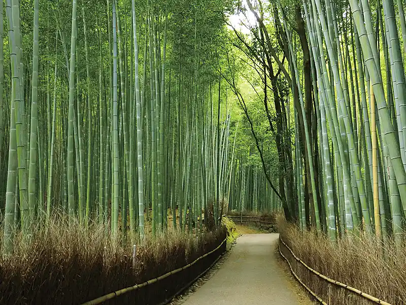 周辺紹介／嵐山竹林の小径